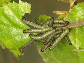  Chenille de Endromis versicolora L. - ©Sylvain Montagner