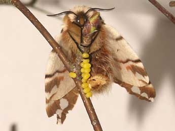 Endromis versicolora L. adulte - ©Sylvain Montagner