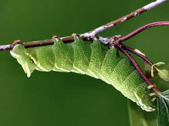  Chenille de Endromis versicolora L. - ©Daniel Morel