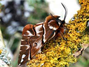 Endromis versicolora L. adulte - Daniel Morel