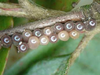  Oeuf de Endromis versicolora L. - ©Jean-Pierre Arnaud