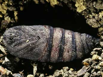  Chrysalide de Endromis versicolora L. - ©Philippe Mothiron