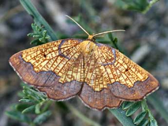 Epione vespertaria L. adulte - ©Daniel Morel