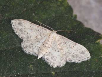 Idaea vesubiata Mill. adulte - ©Daniel Morel