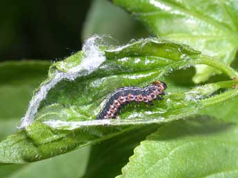  Chenille de Philereme vetulata D. & S. - ©Philippe Mothiron