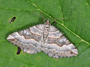 Scotopteryx vicinaria Dup. adulte - ©Philippe Mothiron