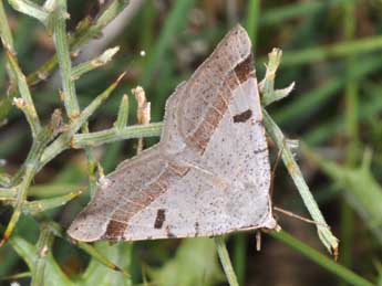 Itame vincularia Hb. adulte - ©Philippe Mothiron