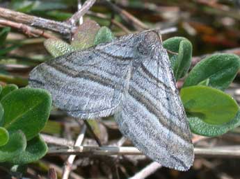 Phibalapteryx virgata Hfn. adulte - ©Philippe Mothiron