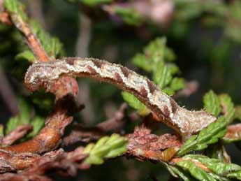  Chenille de Eupithecia virgaureata Dbld. - ©Philippe Mothiron