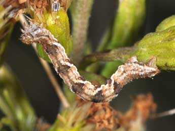  Chenille de Eupithecia virgaureata Dbld. - ©Philippe Mothiron