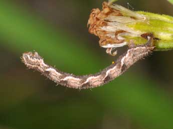  Chenille de Eupithecia virgaureata Dbld. - ©Philippe Mothiron