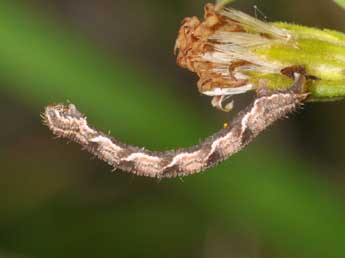  Chenille de Eupithecia virgaureata Dbld. - Philippe Mothiron