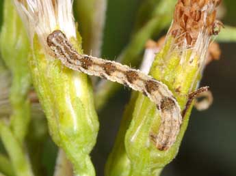  Chenille de Eupithecia virgaureata Dbld. - ©Philippe Mothiron