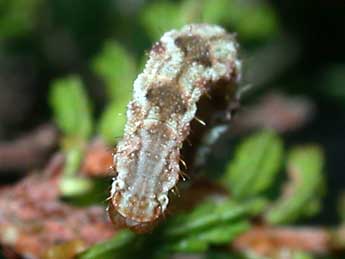  Chenille de Eupithecia virgaureata Dbld. - ©Philippe Mothiron