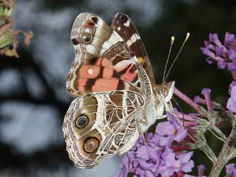 Vanessa virginiensis Drury adulte - Eugene Karolinskiy