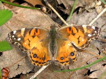 Vanessa virginiensis Drury adulte - Eugene Karolinskiy