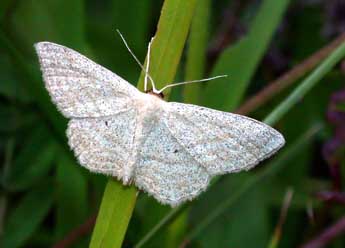 Scopula virgulata D. & S. adulte - Philippe Mothiron