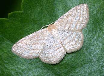 Scopula virgulata D. & S. adulte - Philippe Mothiron