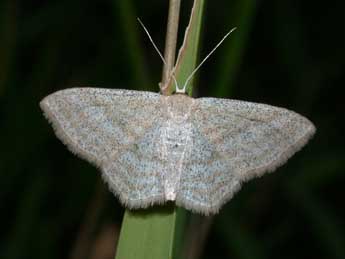 Scopula virgulata D. & S. adulte - Philippe Mothiron