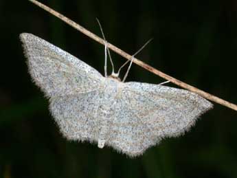 Scopula virgulata D. & S. adulte - Philippe Mothiron