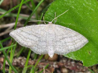 Scopula virgulata D. & S. adulte - Philippe Mothiron