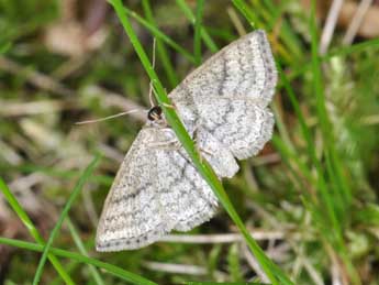 Scopula virgulata D. & S. adulte - Philippe Mothiron