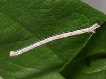  Chenille de Scopula virgulata D. & S. - ©Philippe Mothiron