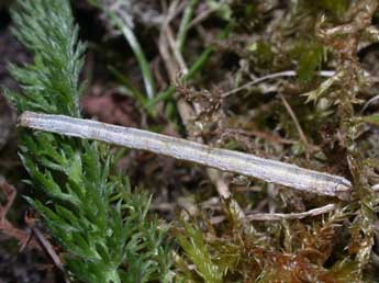  Chenille de Scopula virgulata D. & S. - Philippe Mothiron