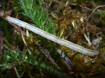  Chenille de Scopula virgulata D. & S. - ©Philippe Mothiron