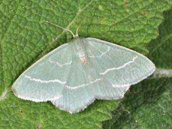 Chlorissa viridata L. adulte - Philippe Mothiron