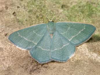 Chlorissa viridata L. adulte - ©Lionel Taurand