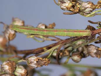  Chenille de Chlorissa viridata L. - ©Lionel Taurand