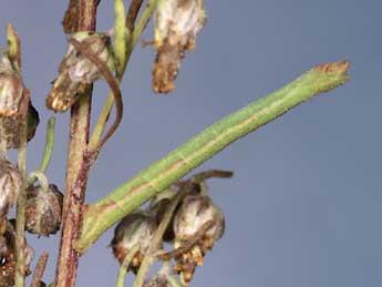  Chenille de Chlorissa viridata L. - Lionel Taurand