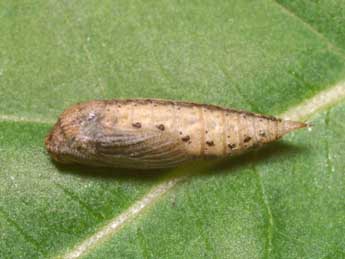  Chrysalide de Chlorissa viridata L. - ©Lionel Taurand