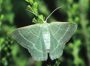 Chlorissa viridata L. adulte - Franois Spill