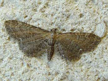 Eupithecia vulgata Hw. adulte - ©Jean-Paul Quinette