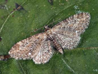 Eupithecia vulgata Hw. adulte - ©Daniel Morel