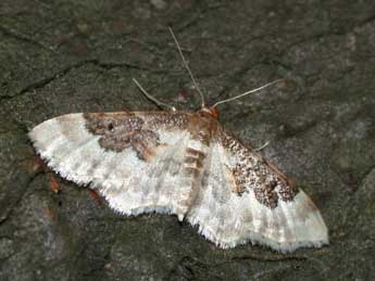 Idaea rusticata D. & S. adulte - ©Philippe Mothiron