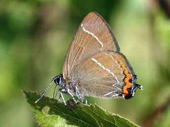 Satyrium w-album Knoch adulte - ©Daniel Morel