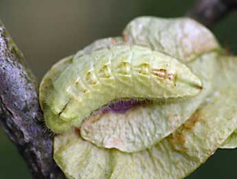  Chenille de Satyrium w-album Knoch - ©Daniel Morel