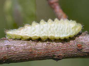  Chenille de Satyrium w-album Knoch - Daniel Morel