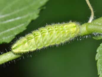  Chenille de Satyrium w-album Knoch - Philippe Mothiron