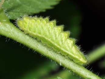  Chenille de Satyrium w-album Knoch - ©Philippe Mothiron