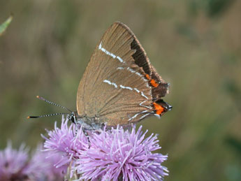 Satyrium w-album Knoch adulte - Philippe Mothiron