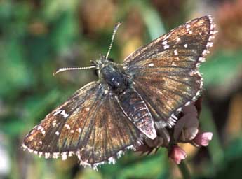 Pyrgus warrenensis Vty adulte - ©Tristan Lafranchis