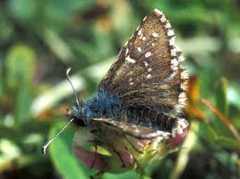 Pyrgus warrenensis Vty adulte - ©Tristan Lafranchis