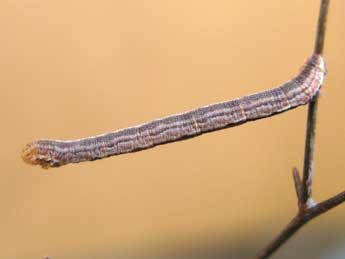  Chenille de Eupithecia weissi Prout - ©Claude Tautel