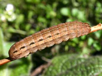  Chenille de Xestia xanthographa D. & S. - Serge Wambeke