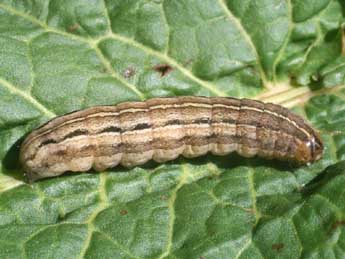  Chenille de Xestia xanthographa D. & S. - Serge Wambeke