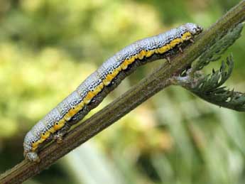  Chenille de Lycia zonaria D. & S. - ©Daniel Morel